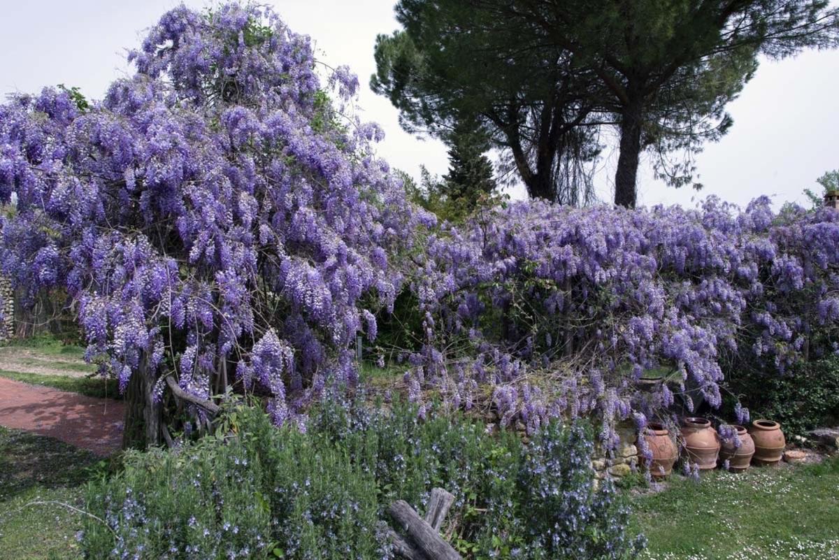 Molino In Chianti Villa Mercatale Val Di Pesa Eksteriør billede